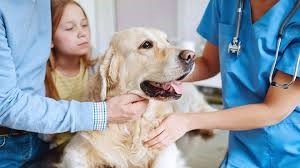 The Pros and Cons of Pet Insurance: Is It Right for You?